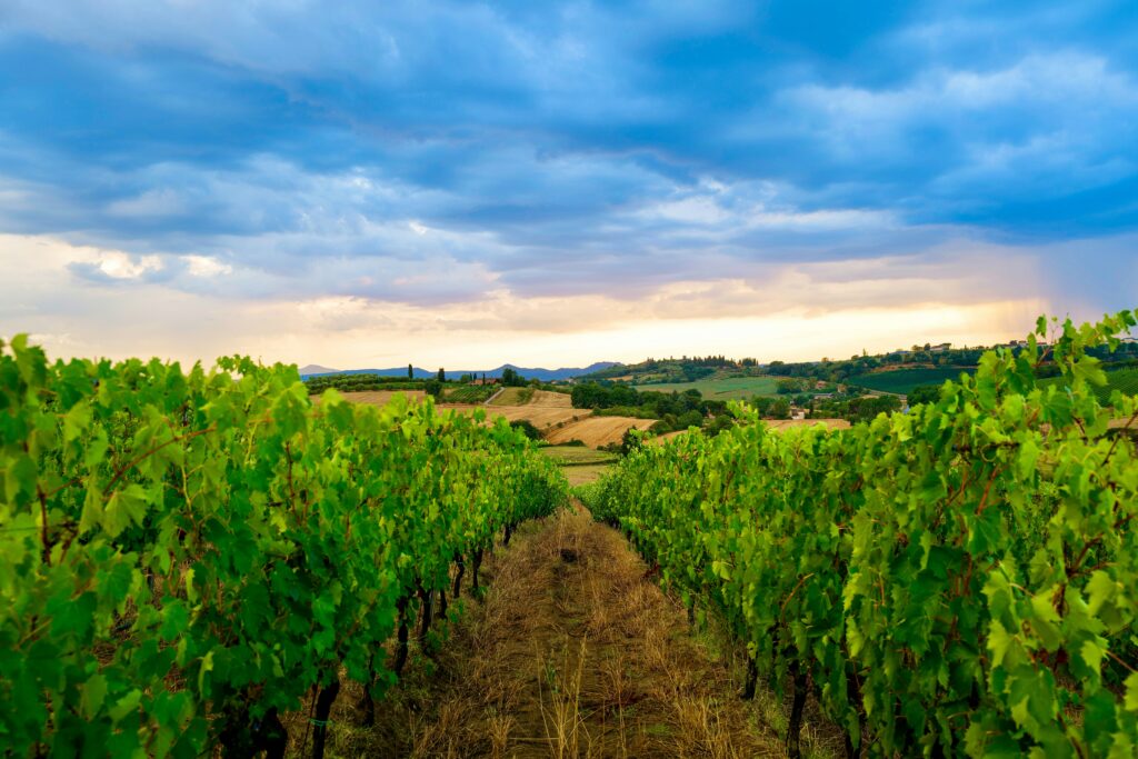 Scenic view of rolling vineyards in Tuscany during sunset for wine tasting tours